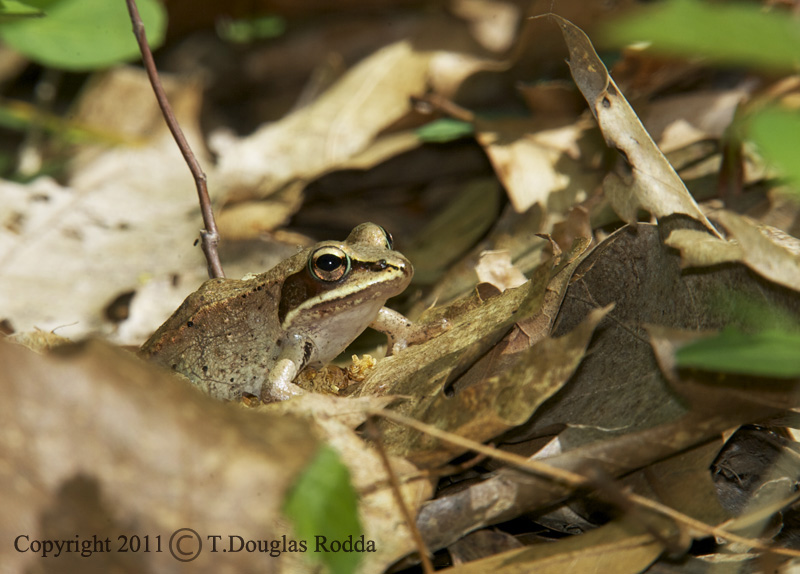 WOOD FROG